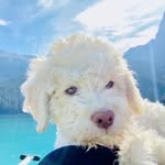 Christopher Robin ("Fårö") - @faro.lagotto - Instagram