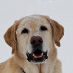 Christopher Forrest - @christopherforrest3 - Instagram