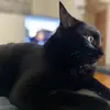 Christopher Freeman - @gorobot757 - TikTok