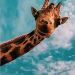 Christopher golding - @goldingzoey - Instagram