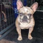 Christopher Grantham - @big_boss_kennel - Instagram