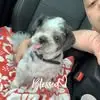 Christopher Grillo - @christopher.grill4 - TikTok