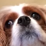 Christopher Hanley - @crispy_hanley - Instagram