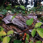 Christopher Hodges - @christopherhodges771 - Instagram
