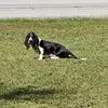 Christopher Houston - @christopher.houst21 - TikTok