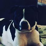 Christopher Jarvis - @kane_dogo_spam - Instagram