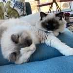 Christopher & Jasper - @christopher_the_ragdoll - Instagram