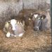 Christopher Junge - Facebook
