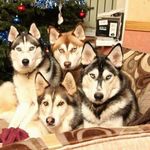 Christopher Krebs - @krebs7654 - Instagram