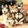 Christopher Krebs - @christopher.krebs - TikTok