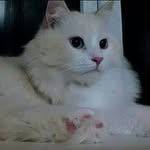 Кристофер cat - @christopher_kristofer_cat_ - Instagram