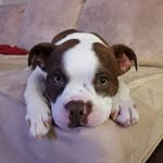 Christopher Huard-Lamothe - @konistall - Instagram
