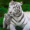 Christopher Layman - @christopher.layma - TikTok
