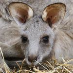 Christopher Lehmann - @roosaveoz - Instagram
