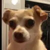 christopherlosoya - @cjblitz05 - TikTok