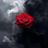 Christopher Novak-Malley - @christopher.novak4 - TikTok