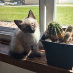 Christopher Mattson - @chalupa.cat - Instagram