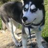 Christopher McCall - @christopher.mccal - TikTok