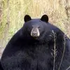 christopher mcdaniel - @christopher__mcdank - TikTok