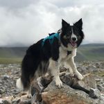 Chris McDougall - @christophermcdougall47 - Instagram