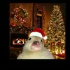 Christopher Mullane pppppppplp - @christopher.mulla71 - TikTok