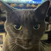 christophermyrick - @myrickcat - TikTok