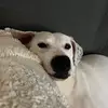 Christopher Taz O'Donnell - @christophertaz - TikTok