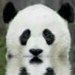 Christopher Piltz - @panda_bear____ - Instagram