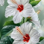 Pio Christopher - Facebook