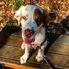 Christopher N. Poulo - @christophernpoulos - TikTok