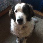 Christopher Poulos - @1tacoma1 - Instagram