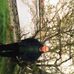 Christopher Robin - Facebook