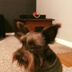 Chris Rollo - @christopher.rollo - Instagram