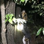 Christopher Ruff - @ruffcreekkennels22 - Instagram