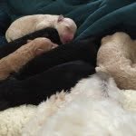 Christopher Saylor - @louisvilleoodlesofdoodles - Instagram
