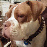 christopher sereda - @sereda80 - Instagram