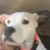 Chris Sheffield - @chris.sheffield22 - TikTok
