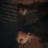 Christopher Sheffield - @christopher.sheff2 - TikTok