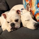 Christopher Sibley - @csibley1 - Instagram