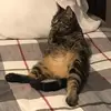 Christopher Steed - @animedeeeb - TikTok