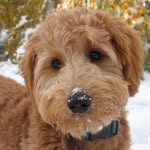 Christopher Thomas Halluska - @doodlehomes.love - Instagram