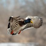 Christopher Timmons - @wild_hair_photos - Instagram
