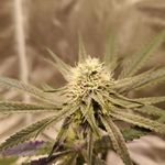 Christopher Timmons - @svt_herbal - Instagram