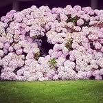 Christopher Webber - @punkrock_and_hydrangeas - Instagram