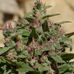 Christopher Weed - Facebook