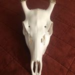 Christophers European Mounts - @christopher_woolleyhan - Instagram