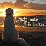 Christopher Wright - @sterlingdogtraining - Instagram