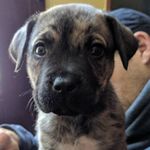 Christy Berg - @miathemastiff2017 - Instagram