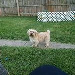 christy day - @bella_the_sweet_morkie - Instagram