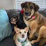 Christy Hebert Williams - @adventuresofotisandmiloplus2 - Instagram